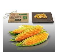 25 graines de Fleurs BIO à semer - Le Grenier d'Abondance - MAIS Golden Bantam -Certifié AB - Zea mays