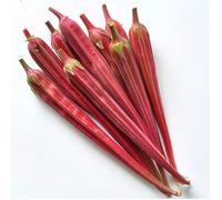 25 Graines de Gombo Rouge - SemiSauvage Permaculture