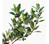 25 Graines de Myrte Commun