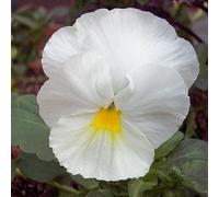 25 graines de Pensée Géante Blanche (Viola wittrockiana) X07 WHITE PANSY SEEDS