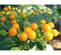 25 Graines de Piment Aji Charapita - Piment le plus cher du monde - semences paysannes