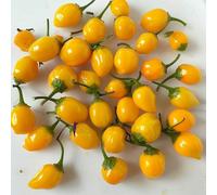 25 Graines de Piment Aji Charapita - SemiSauvage Permaculture