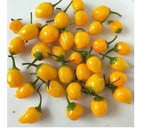 25 Graines de Piment Aji Charapita - SemiSauvage Permaculture