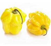 25 Graines de Piment Habanero Citron (Capsicum chinense) - SemiSauvage Permaculture - graines reproductibles