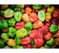 25 Graines De Piments Antillais Habanero