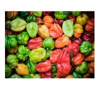 25 Graines de Piments Antillais Habanero - legumes jardins potager methode BIO