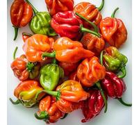 25 Graines de Piments Antillais Habanero - SemiSauvage Permaculture