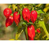 25 Graines de Piments Bhut Jolokia - Le plus fort du Monde - semences paysannes