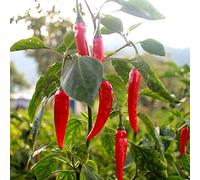 25 Graines de Piments de Cayenne - légumes jardins potager- semences paysannes reproductibles - SemiSauvage