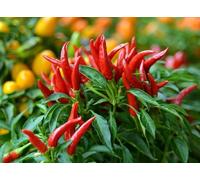 25 Graines De Piments Oiseau