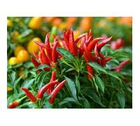 25 Graines de Piments Oiseau légumes plantes jardins potager méthode BIO