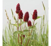 25 Graines de Pimprenelle Officinale