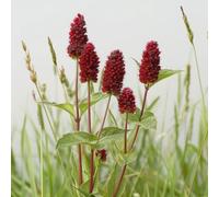 25 Graines de Pimprenelle Officinale - SemiSauvage Permaculture