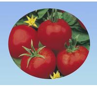 25 graines de Tomate Money Maker