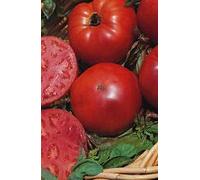 25 graines de tomate "Super Marmande"