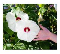 25 Graines d'Hibiscus des Marais - fleurs plantes méthode BIO