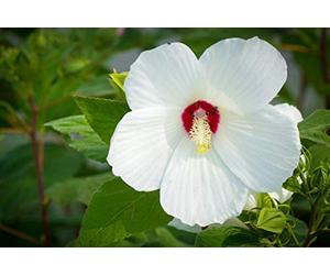 25 Graines d'Hibiscus des Marais - fleurs plantes méthode BIO