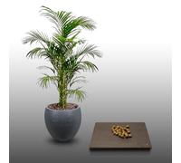 25 graines - DYPSIS - Dypsis Malcomberi
