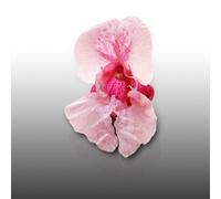25 Graines Fleurs À Semer - Le Grenier D'abondance - Balsamine Des Jardins - Impatiens Walleriana