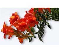 25 graines Fleurs à semer - Le Grenier d'Abondance - BIGNONE Orange - Campsis Radicans