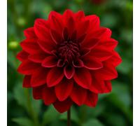 25 graines fleurs à semer - Le Grenier d'Abondance - DALHIA DIABLOTIN - Dahlia variabilis