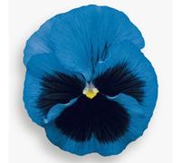25 Graines Fleurs À Semer - Le Grenier D'abondance - Pensee Géante De Suisse - Viola Tricolor
