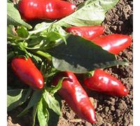 25 graines - FRESNO PEPPER