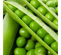 25 Graines Graine - Petits Pois Nains - Rond Petit Provençal - Grains Vert Semence Légume Potager - 224