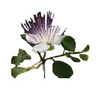 25 graines - Le Grenier d'Abondance - CAPRIER COMMUN - Capparis Spinosa