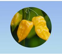 25 graines piment habanero citron- habanero jaune - pepper lemon habanero- goût fruité et citronné