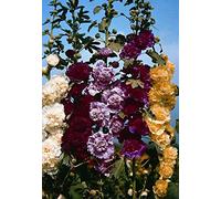 25 graines ROSE TREMIERE DOUBLE MELANGE (Alcea Rosea Plena) G820 SEEDS SAMEN SEMI