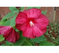 25 Hot Pink Hibiscus moscheutos Vintage Grenache Bush Fiore SeedsComb S/H