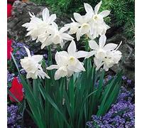 25 Narcissus Thalia fioritura primaverile Alpine Rockery perenne Bulbi