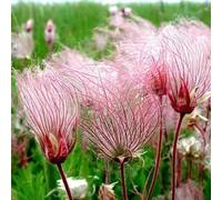25 semi di Geum Trifolium - Prairie Smoke