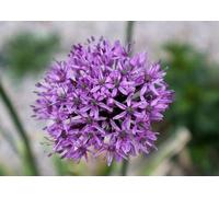 25 x Allium hybr. 'Gladiator' - Bulbes - Bulbes à floraison précoce résistants au froid