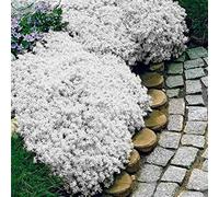 250/550/1000 Graines de Cresson de Roche, Graine de Thym Serpolet Couvre-Sol Plante Vivace, Graines Fleurs à Semer, Semences de Thym Rampant pour Jardin Décor, Faciles à Planter (Blanc, 1000)