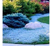 250/550/1000 Graines de Cresson de Roche, Graine de Thym Serpolet Couvre-Sol Plante Vivace, Graines Fleurs à Semer, Semences de Thym Rampant pour Jardin Décor, Faciles à Planter (Bleu Clair, 1000)