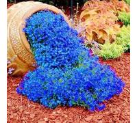 250/550/1000 Graines de Cresson de Roche, Graine de Thym Serpolet Couvre-Sol Plante Vivace, Graines Fleurs à Semer, Semences de Thym Rampant pour Jardin Décor, Faciles à Planter (Bleu, 250)