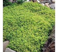250/550/1000 Graines de Cresson de Roche, Graine de Thym Serpolet Couvre-Sol Plante Vivace, Graines Fleurs à Semer, Semences de Thym Rampant pour Jardin Décor, Faciles à Planter (Vert, 1000)