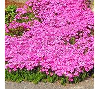 250/550/1000 Graines de Cresson de Roche, Graine de Thym Serpolet Couvre-Sol Plante Vivace, Graines Fleurs à Semer, Semences de Thym Rampant pour Jardin Décor, Faciles à Planter (Rose, 250)