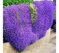 250/550/1000 Graines de Cresson de Roche, Graine de Thym Serpolet Couvre-Sol Plante Vivace, Graines Fleurs à Semer, Semences de Thym Rampant pour Jardin Décor, Faciles à Planter (Violet, 550)