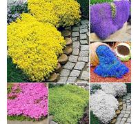 250/550/1000 Graines de Cresson de Roche, Graine de Thym Serpolet Couvre-Sol Plante Vivace, Graines Fleurs à Semer, Semences de Thym Rampant pour Jardin Décor, Faciles à Planter (Mix, 550)