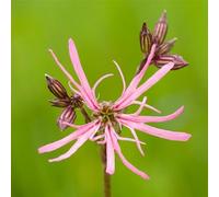 250 Graine Semence - SILENE - Fleur de coucou - Lychnis Flos-Cuculi - Fleur ROSE - 205