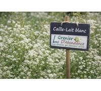250 graines à semer - Le Grenier d'Abondance - Caille-Lait blanc - Galium mollugo