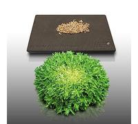 250 graines à semer - Le Grenier d'Abondance - CHICOREE FRISEE de Meaux - Cichorium