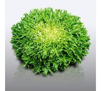250 Graines À Semer - Le Grenier D'abondance - Chicoree Frisee De Meaux - Cichorium