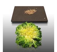 250 graines à semer - Le Grenier d'Abondance - CHICOREE FRISEE De Ruffec - Cichorium