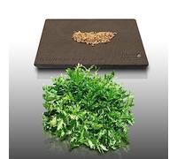 250 graines à semer - Le Grenier d'Abondance - CHICOREE FRISEE Fine de Louviers - Cichorium