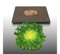 250 graines à semer - Le Grenier d'Abondance - CHICOREE FRISEE Grosse Pancalière - Cichorium