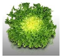 250 Graines À Semer - Le Grenier D'abondance - Chicoree Frisee Grosse Pancalière - Cichorium